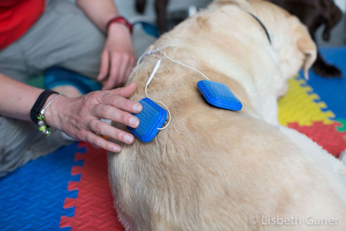 Southeast MI Electrical Stimulation for Pets