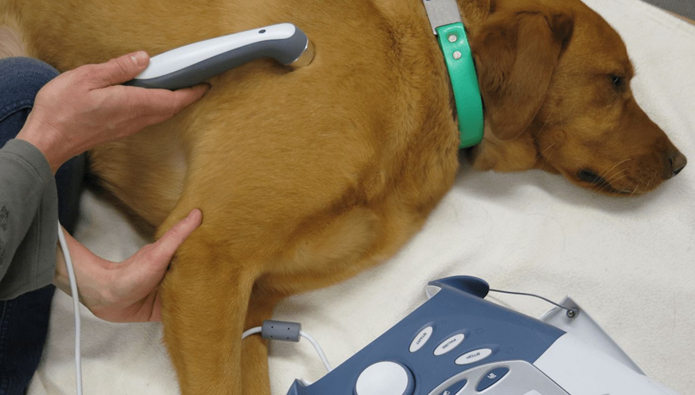 Ultrasound therapy for hot sale dogs